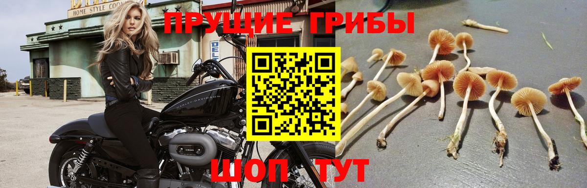 Северобайкальск  Галлюциногенные грибы Magic Shrooms  Вход с VPN 